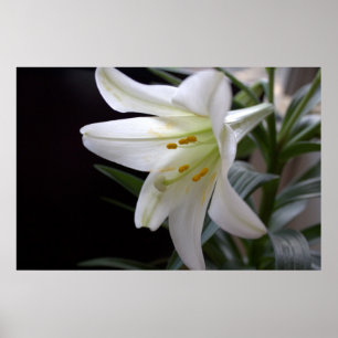 Söt, vit Påsk-bläckblomma i svart Poster
