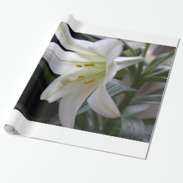 Söt, vit Påsk-bläckblomma i svart Presentpapper