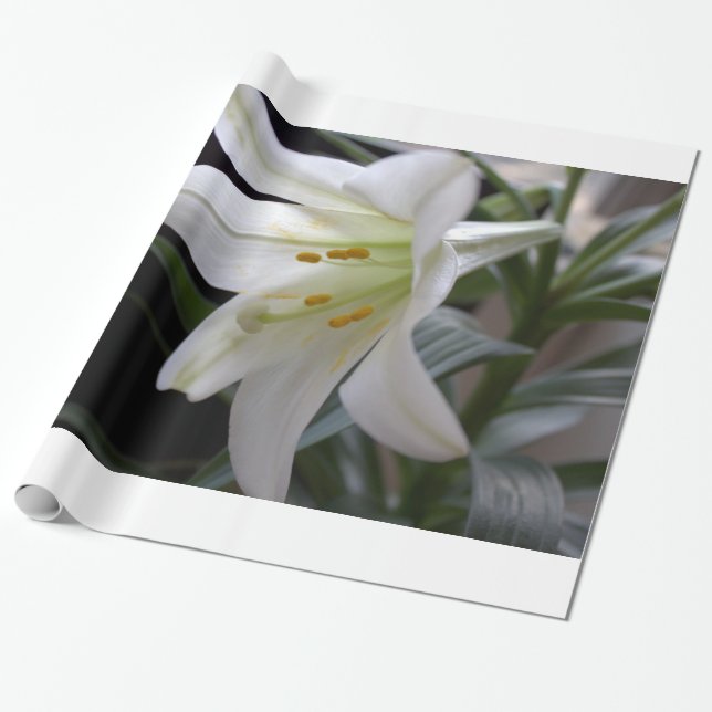 Söt, vit Påsk-bläckblomma i svart Presentpapper (Utrullad)