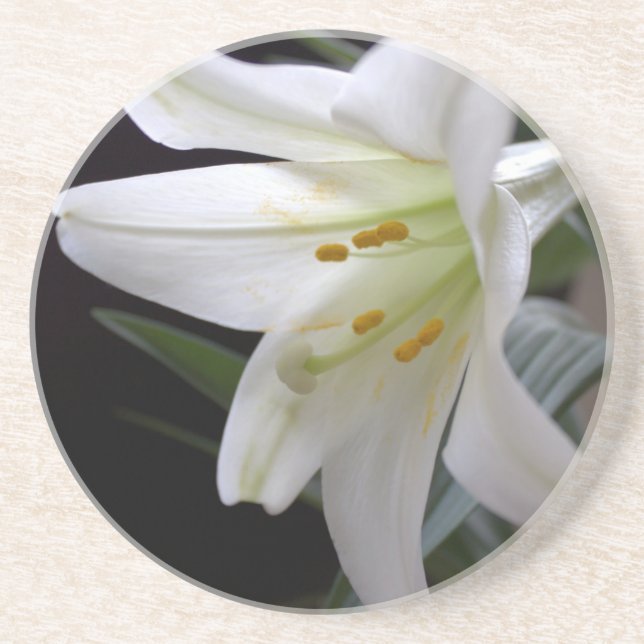 Söt, vit Påsk-bläckblomma i svart Underlägg (Framsidan)