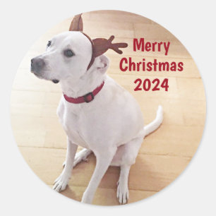 Söt vit renhund foto God Jul Runt Klistermärke