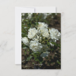 Söt Vit ros Anteckningskort
