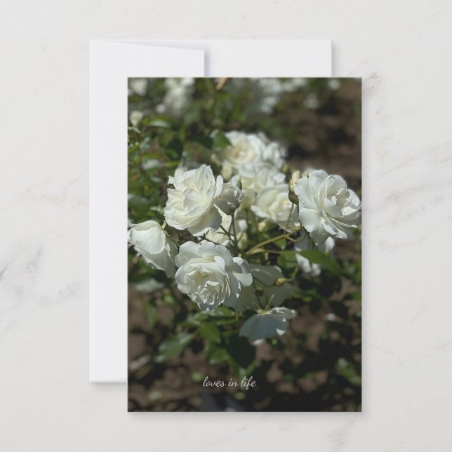 Söt Vit ros Anteckningskort (Framsida)