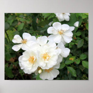 Söt Vit ros Blommigt Photo Poster