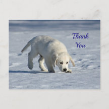 Söt vit valp Snöfoto tack