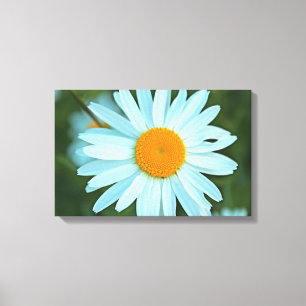 söt vita daisy blommor bild. canvastryck