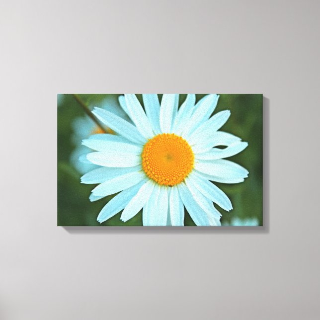 söt vita daisy blommor bild. canvastryck (Framsida)