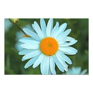 söt vita daisy blommor bild. fototryck
