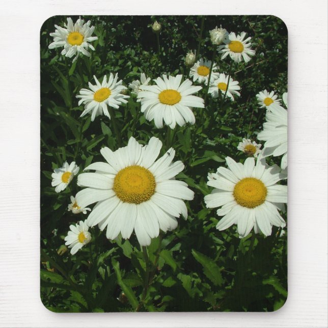 söt vita daisy blommor. musmatta (Framsidan)