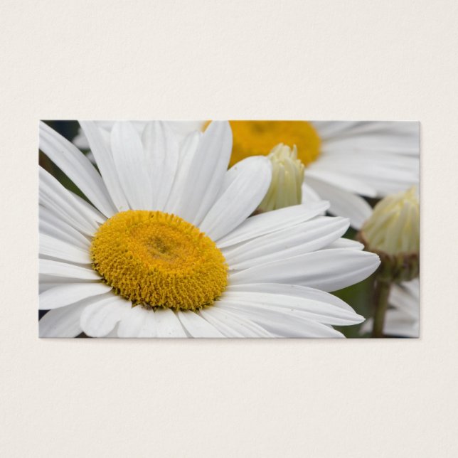 Söt Vita Daisy Visitkort (Framsidan)