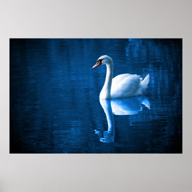 Söt Vita svan flytande på blå sjö Poster (Framsidan)