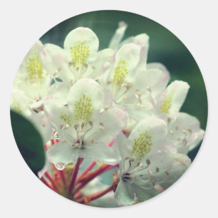 Söt White Azalea Flower Runt Klistermärke