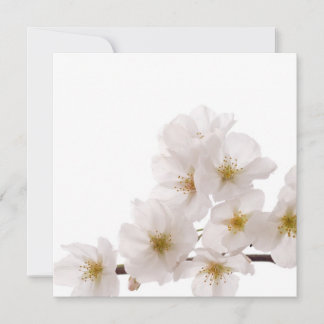 Söt White Cherry Blommars