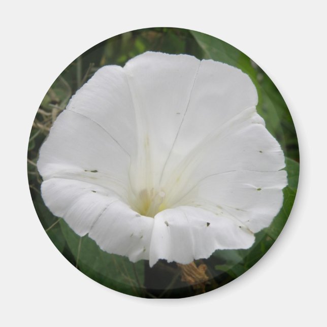 Söt White Convolvulus Flower Magnet (Framsidan)