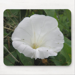 Söt White Convolvulus Flower Mousepad Musmatta