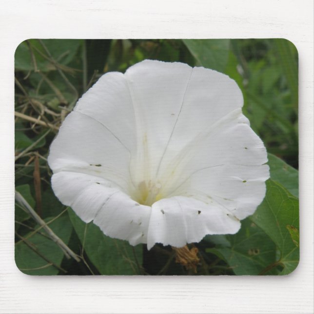 Söt White Convolvulus Flower Mousepad Musmatta (Framsidan)