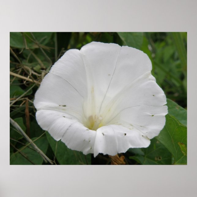 Söt White Convolvulus Flower Poster (Framsidan)