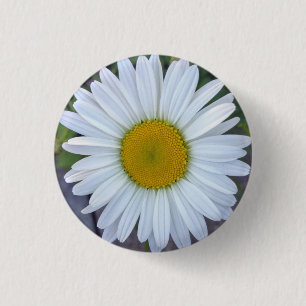 Söt White Daisy Photo Knapp