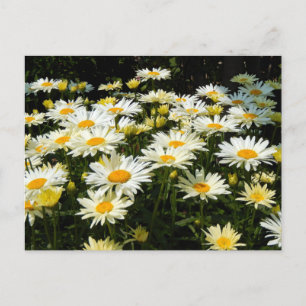 Söt White Daisys Garden Blommigt Photo Vykort
