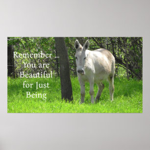 Söt White Donkey i Grönt Fält av Grass Poster