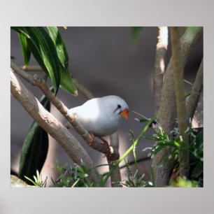 Söt White Finch Photo Poster