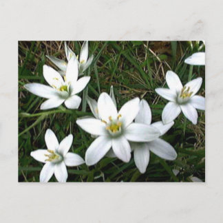 Söt White Flowers Vykort