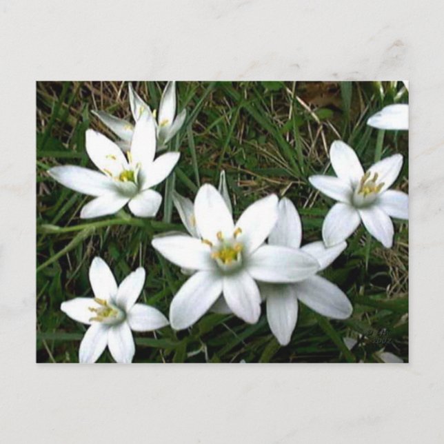 Söt White Flowers Vykort (Framsida)