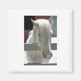 Söt White Horse Magnet