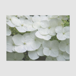 Söt White Hydrangea Blommigt Photo