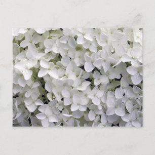 Söt White Hydrangea Closeup Photo Vykort
