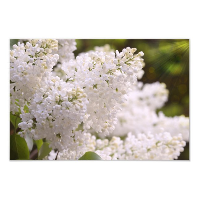 Söt White Lilacs Photo Fototryck (Framsidan)