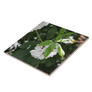 Söt White Mountain Laurel Star Shaped Flowers Kakelplatta