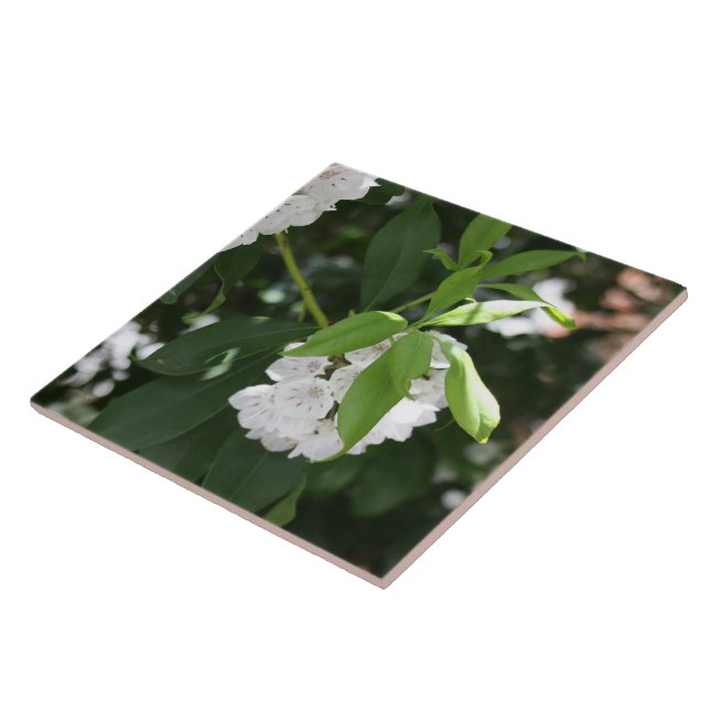 Söt White Mountain Laurel Star Shaped Flowers Kakelplatta (Sidan)