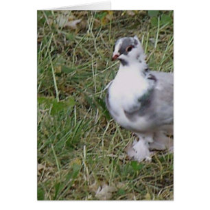 Söt White och Grått Finare Feather Foted Pigeon Hälsningskort