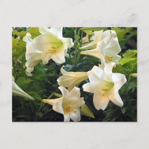 Söt White Påsk Lilies Blommigt Photo Vykort