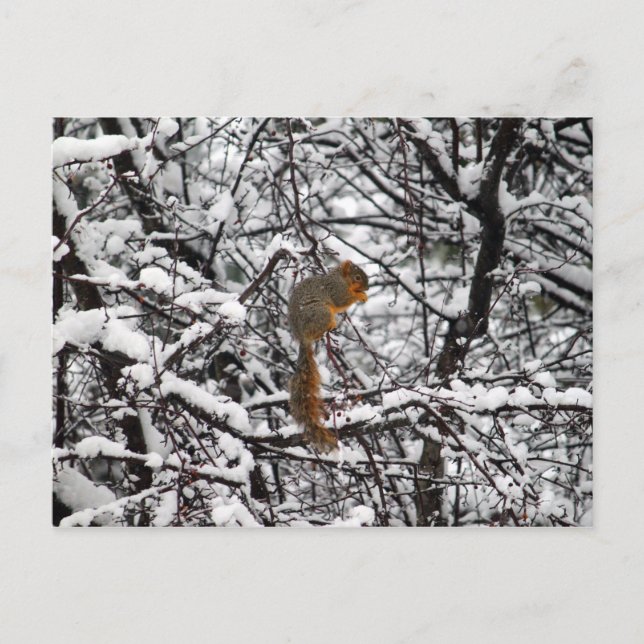 Söt White Snö Squirrel Träd Vykort (Framsida)