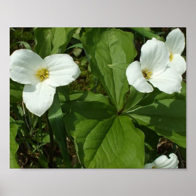 Söt White Trillium Poster (Framsidan)
