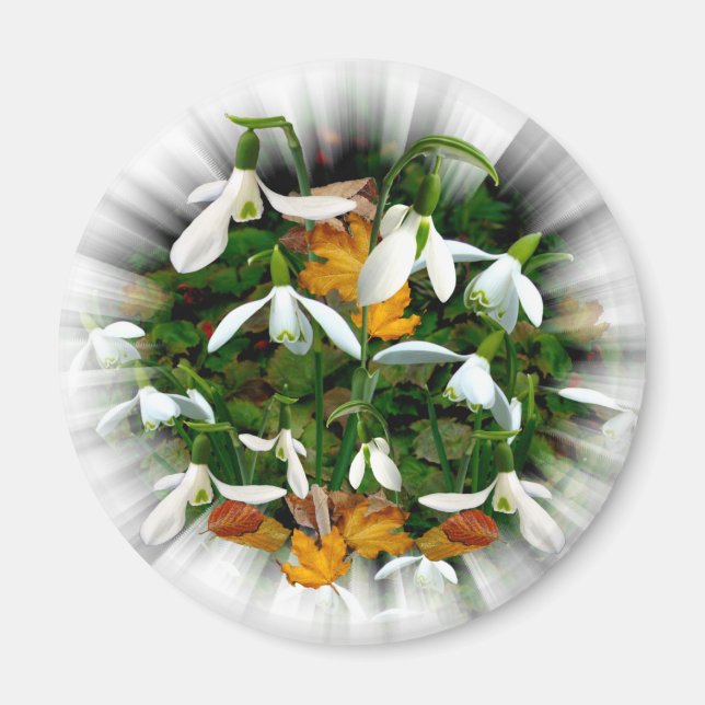 Söt White Vår Snödroppar Magnet (Framsidan)