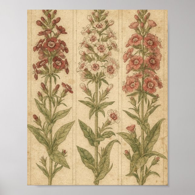 Söt William Botanisk Blommig Konst Poster (Framsidan)