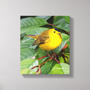 Söt Wilsons Warbler i Cherry Träd Canvastryck