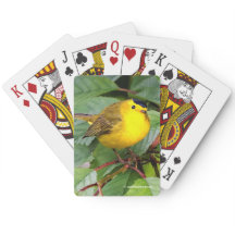 Söt Wilsons Warbler i Cherry Träd