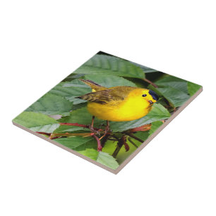 Söt Wilsons Warbler i Cherry Träd Kakelplatta