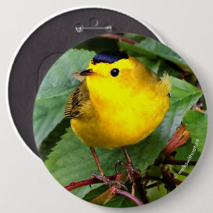 Söt Wilsons Warbler i Cherry Träd Knapp