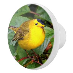 Söt Wilsons Warbler i Cherry Träd Knopp