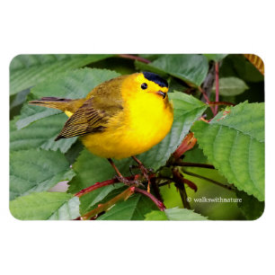 Söt Wilsons Warbler i Cherry Träd Magnet
