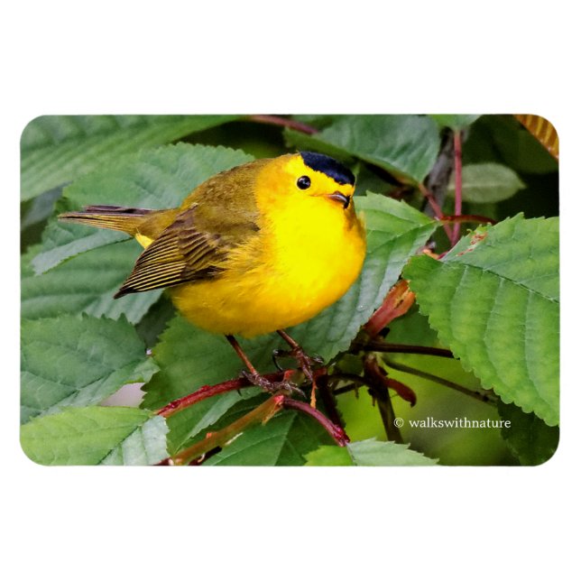 Söt Wilsons Warbler i Cherry Träd Magnet (Horisontell)