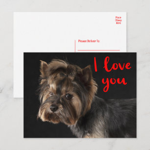 Söt Yorkie-valp Hund Yorkshire Terrier Kärlek Vykort