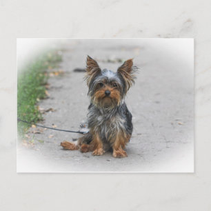Söt Yorkie Vykort