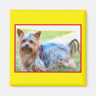Söt Yorkshire Terrier Hund Huvud Kroppsmagnet Magnet