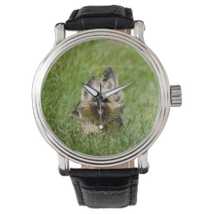 Söt Yorkshire Terrier som springer genom gräs Armbandsur